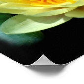 Poster Lys d'eau (Coin)