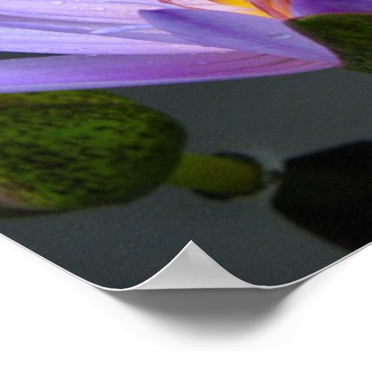 Poster Lys d'eau (Coin)