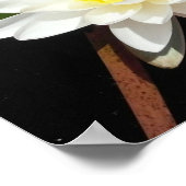 Poster Lys d'eau (Coin)