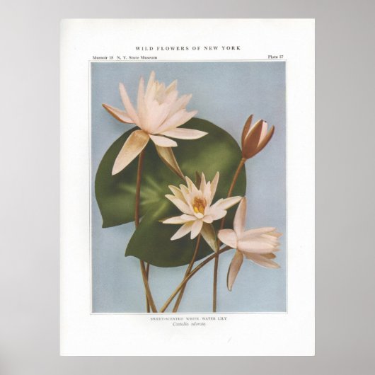 Poster Lys d'eau blanche parfumée - Castalia odorata (Devant)