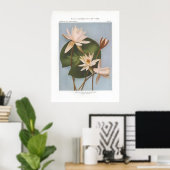 Poster Lys d'eau blanche parfumée - Castalia odorata (Bureau à domicile)