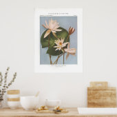Poster Lys d'eau blanche parfumée - Castalia odorata (Cuisine)
