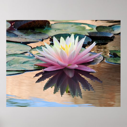 Poster Lys d'eau du soleil (Devant)