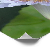 Poster Lys d'eau en fleur (Coin)
