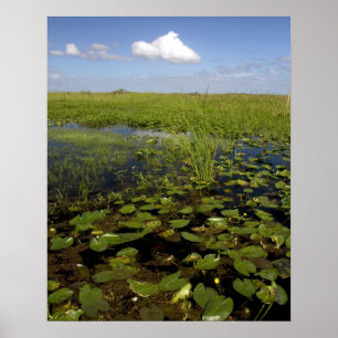 Poster Lys d'eau et gazon de scie en Floride
