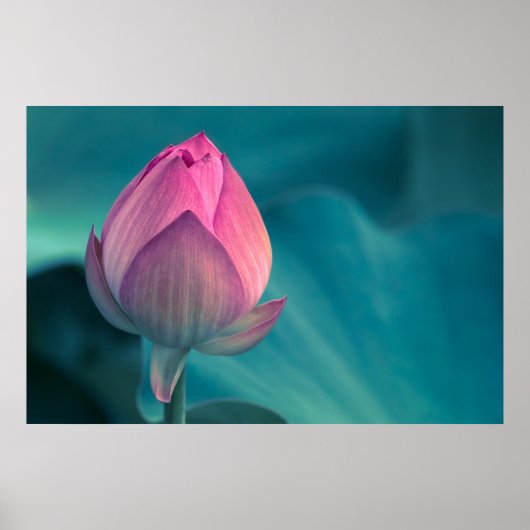 Poster Lys d'eau Lotus (Devant)