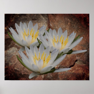 Poster Lys d'eau Lotus Fleur sur pierre