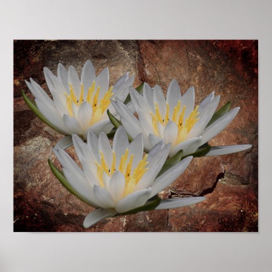 Poster Lys d'eau Lotus Fleur sur pierre (Devant)