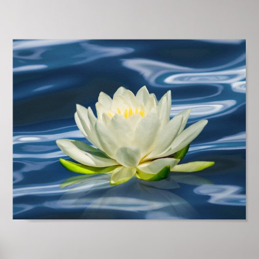 Poster Lys d'eau reflété sur l'eau bleue Imprimer (Devant)