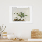 Poster Lys faux ou sauvage de la Vallée (Cuisine)