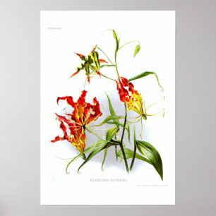 Poster Lys flamme (Gloriosa superba)