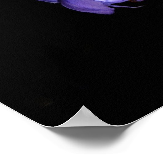 Poster Lys, iris et raisins (Coin)