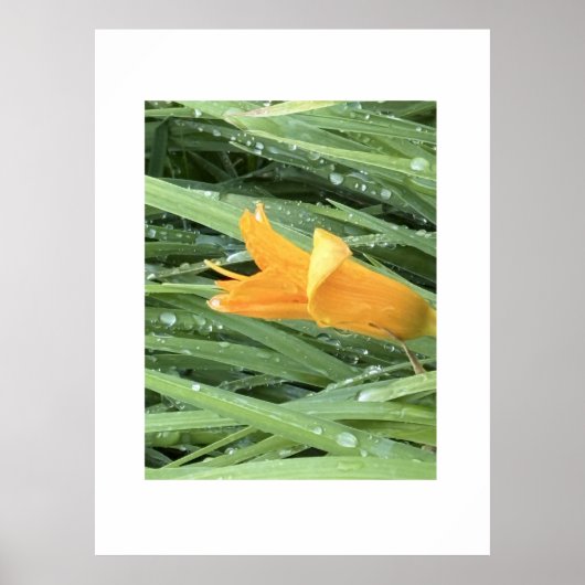 Poster Lys jaune parmi l'herbe couverte de rosée (Devant)