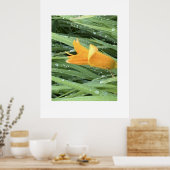 Poster Lys jaune parmi l'herbe couverte de rosée (Cuisine)