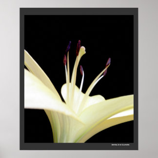 Poster Lys Lily blanche Fleurs Photo