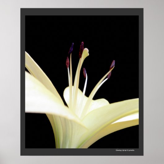 Poster Lys Lily blanche Fleurs Photo (Devant)