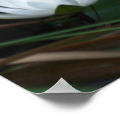 Poster Lys Lotus Water Flower (Coin)