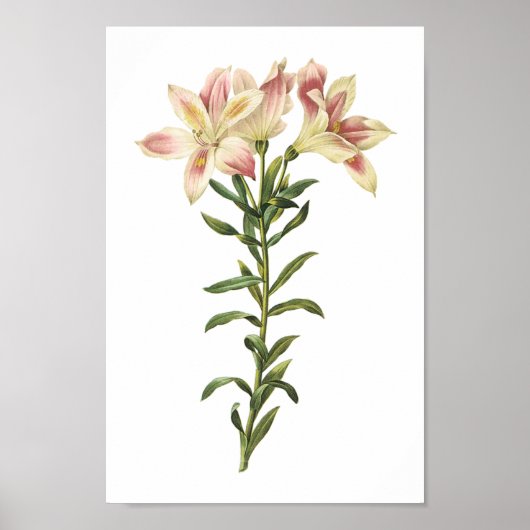 Poster Lys péruviens (Alstromeria pelegrina) par Redouté (Devant)