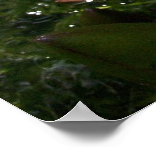 Poster Lys pourpre dans l'étang (Coin)