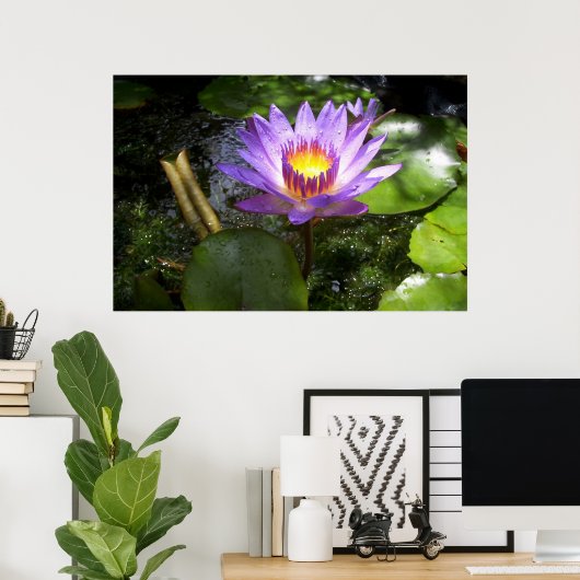 Poster Lys pourpre dans l'étang (Bureau à domicile)