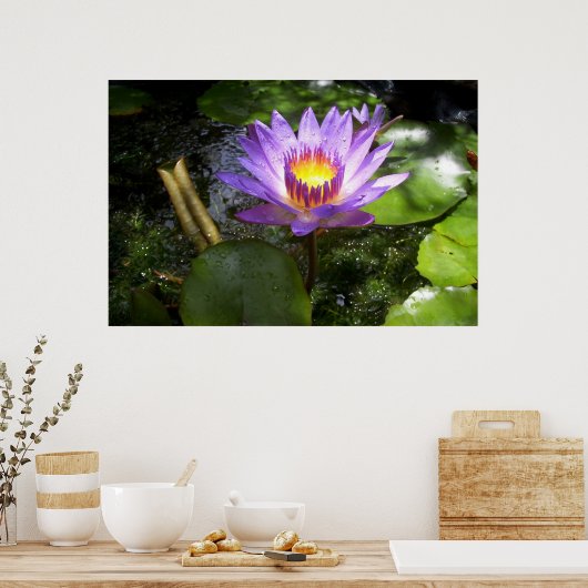 Poster Lys pourpre dans l'étang (Cuisine)