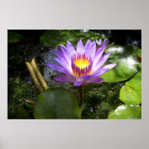 Lys pourpre dans l'étang