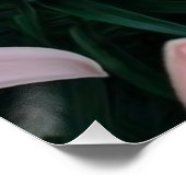Poster lys rose brillant (Coin)