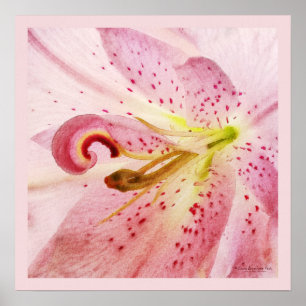 Poster Lys rose oriental