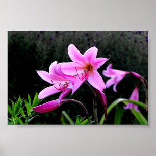 Poster Lys roses
