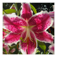 Lys roses fleurs tropicales roses rose