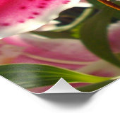 Poster Lys roses fleurs tropicales roses rose (Coin)