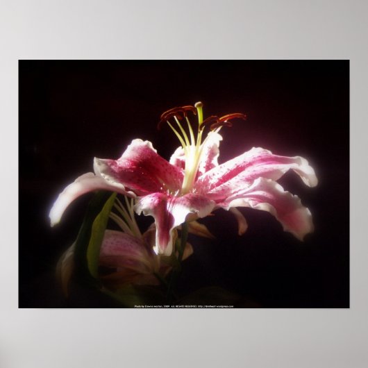 Poster lys stargazers #15 (Devant)