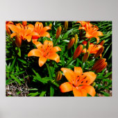 Poster Lys Vibrant Orange Asian (Devant)