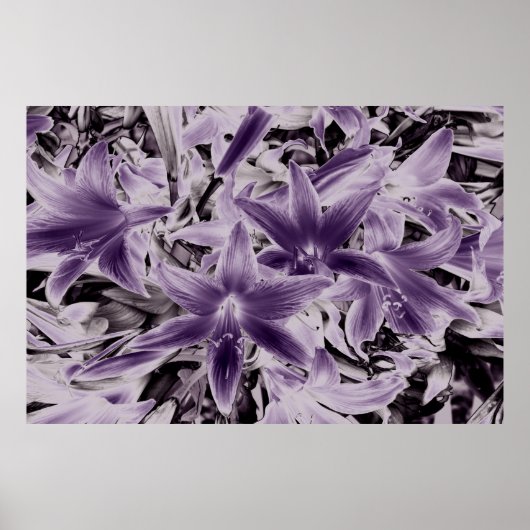 Poster Lys violets sauvages.... (Devant)