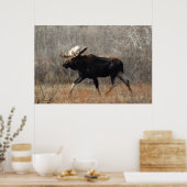 Poster M10 Bull moose (Cuisine)