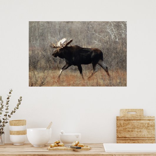 Poster M10 Bull moose (Cuisine)