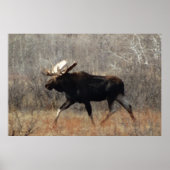 Poster M10 Bull moose (Devant)