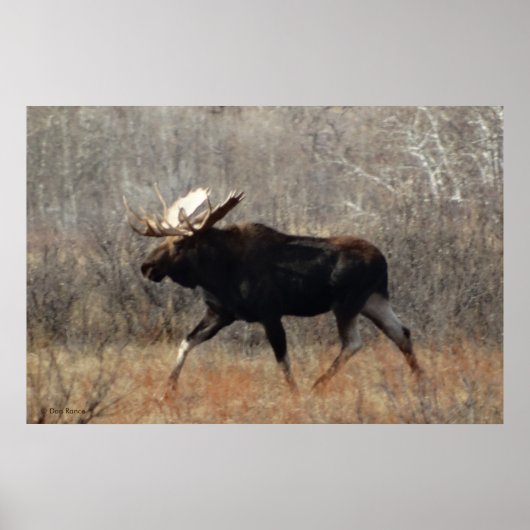 Poster M10 Bull moose (Devant)
