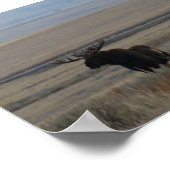 Poster M1 Orignal Gros Taureau (Coin)