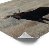 Poster M4 Orignal Gros Taureau (Coin)