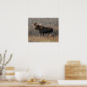 Poster M8 Orignal dans les broussailles (Cuisine)