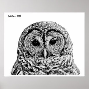 Poster M. Barred Owl - 2025