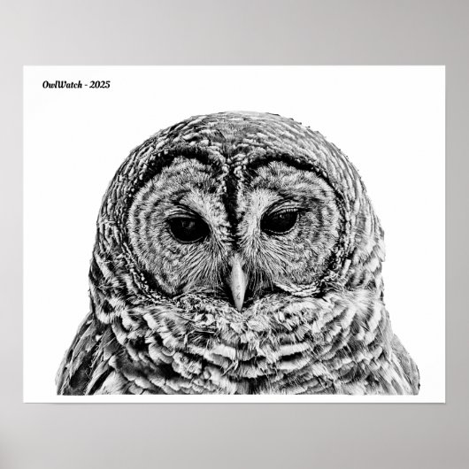 Poster M. Barred Owl - 2025 (Devant)