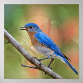 Poster M. Beautiful Bluebird (Devant)