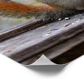 Poster M. Bickles L'affiche de l'écureuil (Coin)