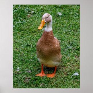 Poster M. Canard