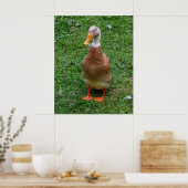 Poster M. Canard (Cuisine)