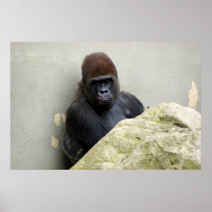 Poster M. Gorilla a eu une mauvaise journée