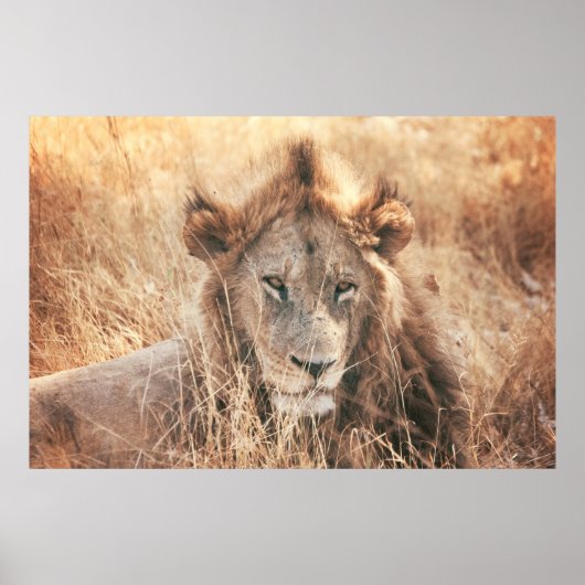 POSTER M. LION KING (Devant)