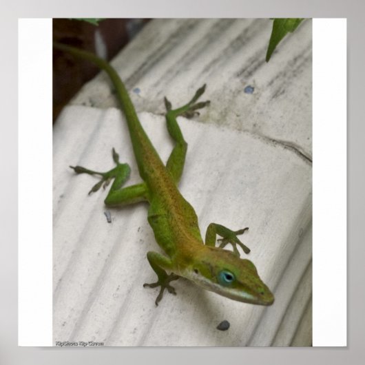 Poster M. Lizard (Devant)